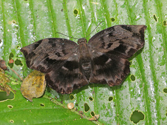 Achlyodes busirus
