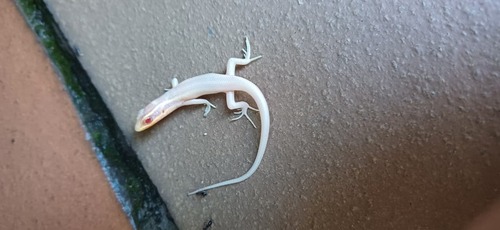 Speckled Rock Skink, Trachylepis punctatissima