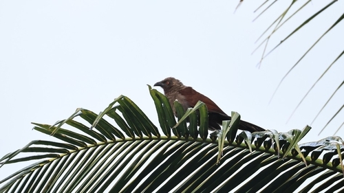 Andaman Coucal (Centropus andamanensis)