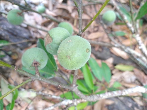 Salacia elliptica (Salacia elliptica)