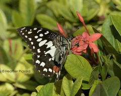 Papilio demoleus