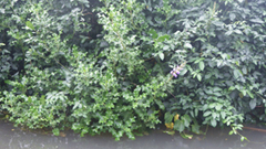 Acanthus ilicifolius