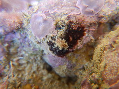 Rhodophyta