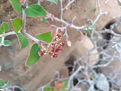 Euphorbia tomentulosa