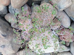 Euphorbia tomentulosa