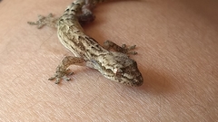 Lepidodactylus lugubris