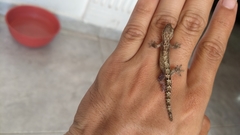 Lepidodactylus lugubris