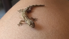 Lepidodactylus lugubris