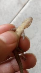 Lepidodactylus lugubris