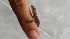 Lepidodactylus lugubris