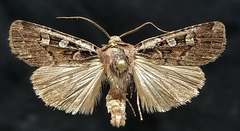Euxoa sinelinea