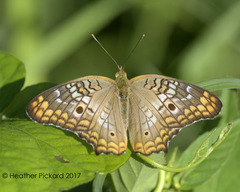 Anartia jatrophae