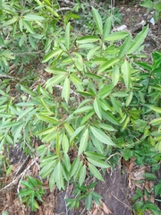 Salacia elliptica