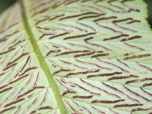 Diplazium proliferum, photograph 5