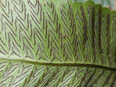 Diplazium proliferum, photograph (c) Jay Paroline, some rights reserved (CC BY)