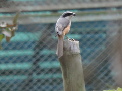 Lanius tephronotus