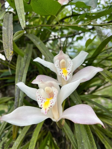 Ivory Cymbidium