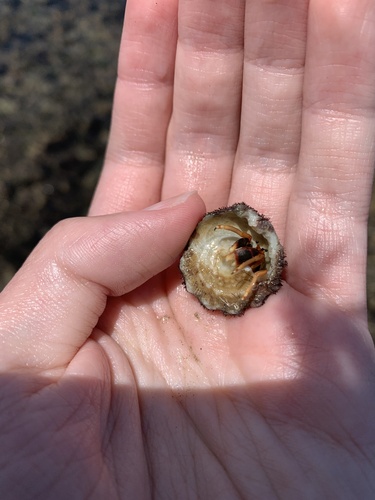 Orangeclaw Hermit Crab