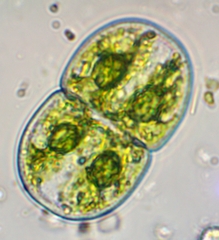 Cosmarium subcucumis