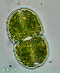 Cosmarium subcucumis