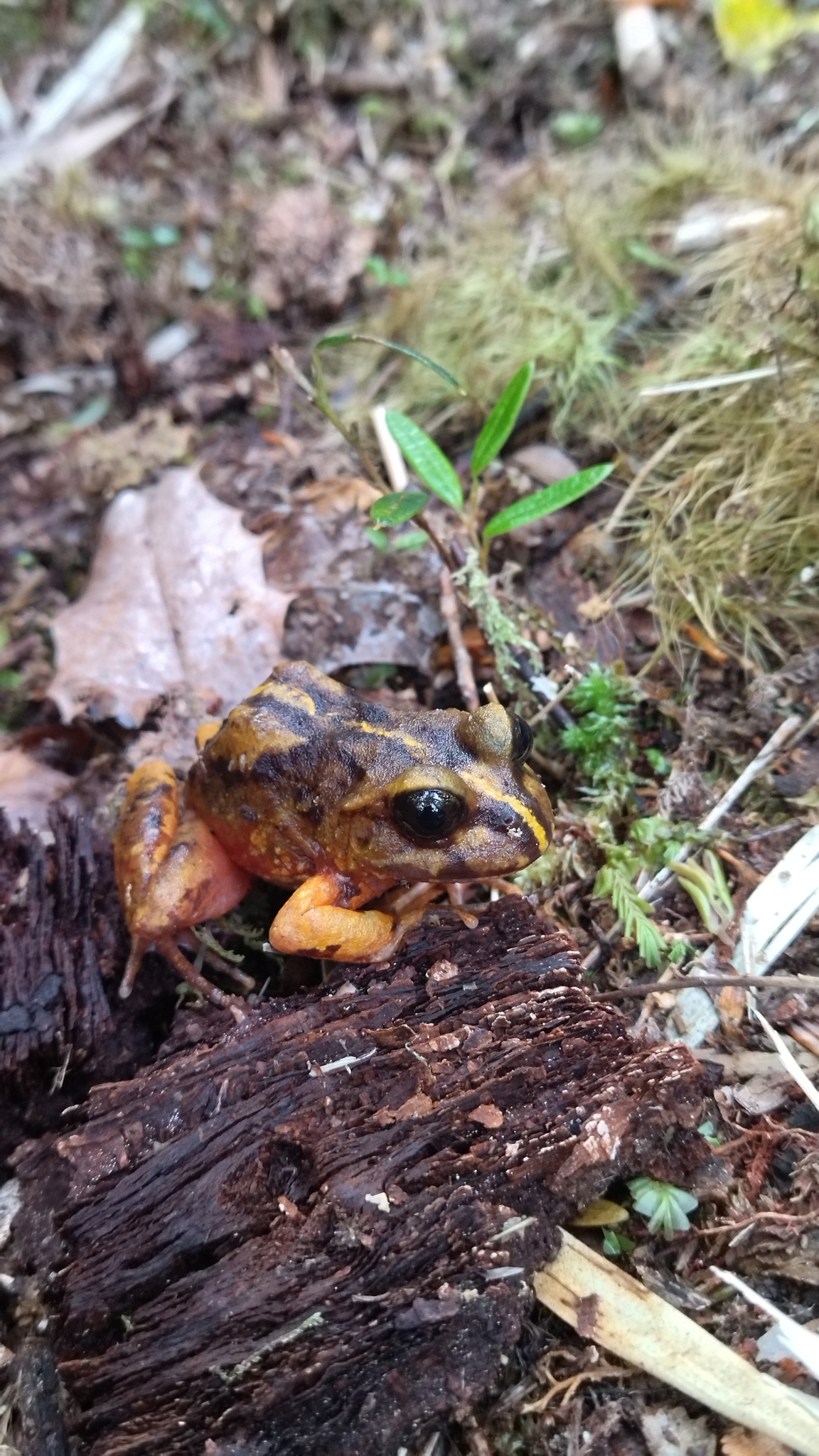 Eupsophus emiliopugini Formas, 1989