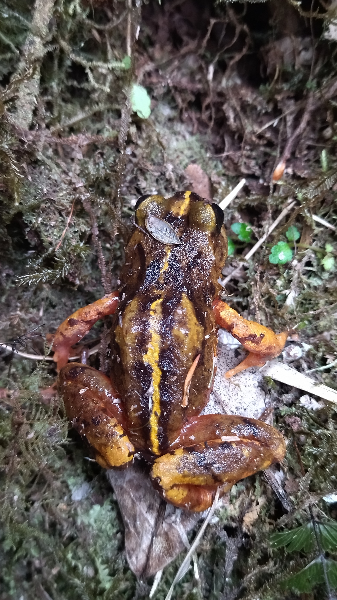 Eupsophus emiliopugini Formas, 1989