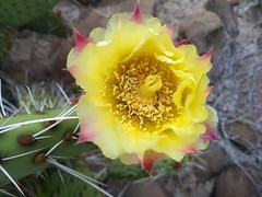 Opuntia tapona