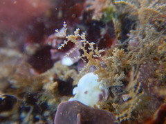 Hydrozoa