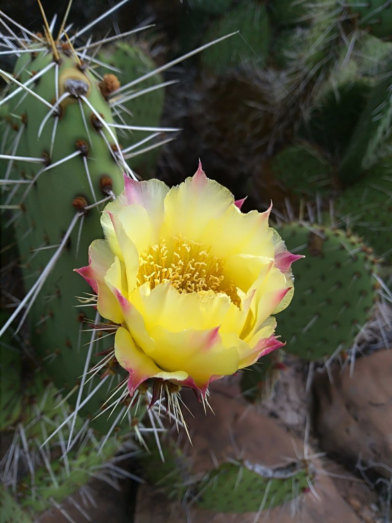 Nopal cactus