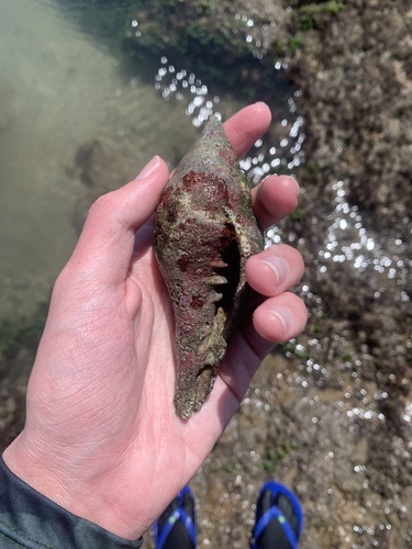 Brazilian chank shell