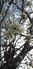 Cordia sonorae