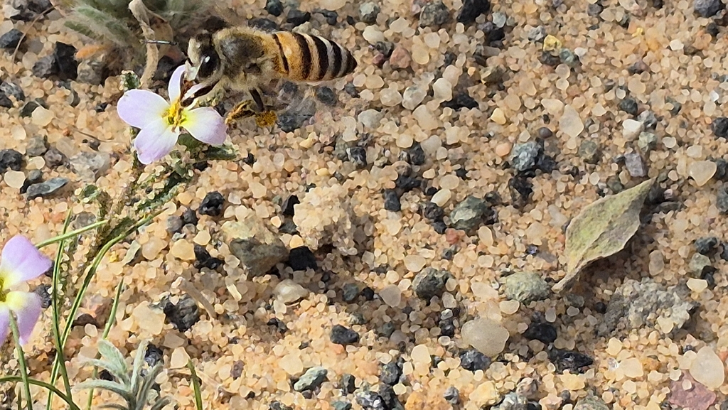 Arabian Honey Bee from DADA7939, 2106, Al Ula 43524, Saudi Arabia on ...