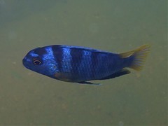 Tropheops microstoma