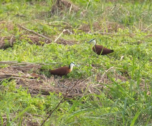 African Jacana