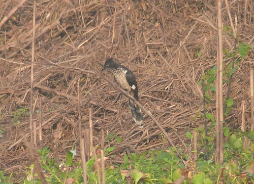 Levaillant's Cuckoo