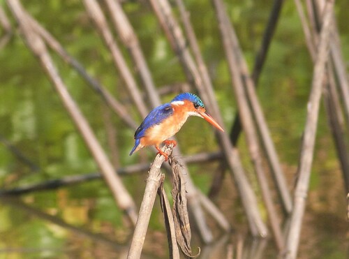 Malachite Kingfisher