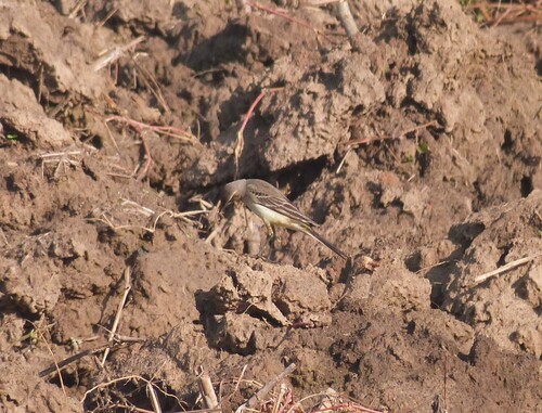 Western Yellow Wagtail