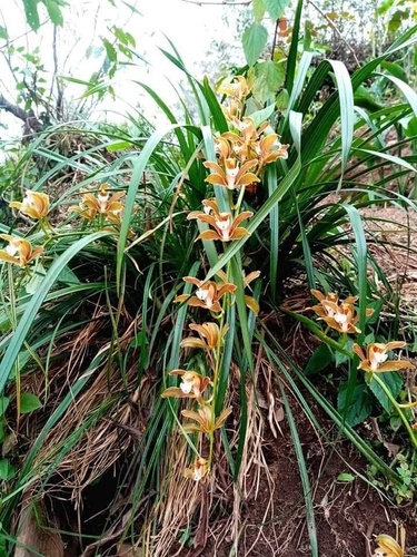 Cymbidium erythraeum