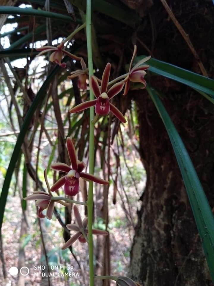 Cymbidium crassifolium Herb.