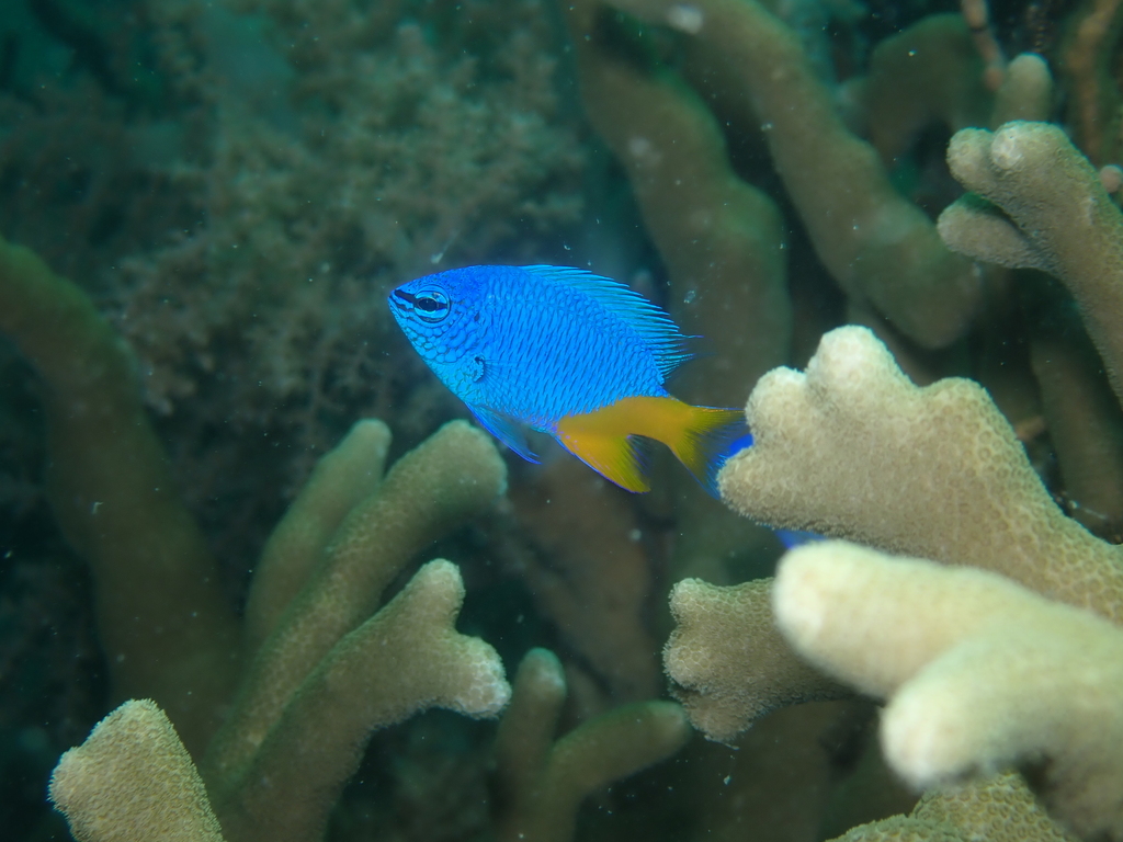Giti Damselfish (Chrysiptera giti)