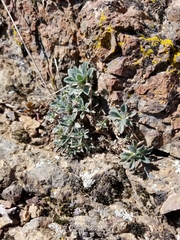 Boechera breweri breweri