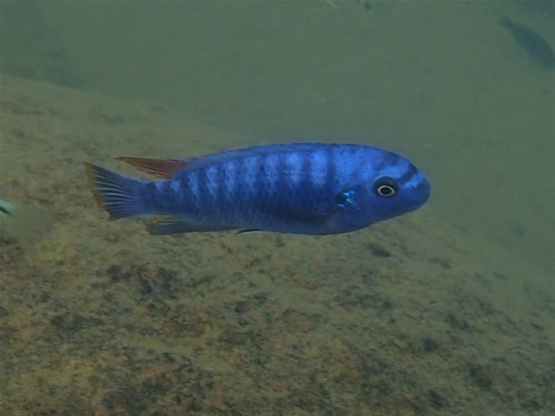 Blue mbuna (Labeotropheus fuelleborni) — Cichlidae — 5