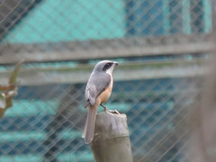 Lanius tephronotus