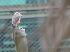 Lanius tephronotus