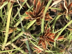 Cyperus rubicundus