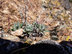 Boechera breweri breweri