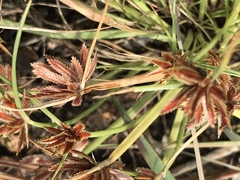 Cyperus rubicundus