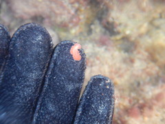 Yungia aurantiaca