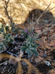 Boechera breweri breweri