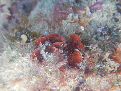 Rhodophyta